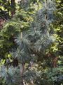 Pinus koreana-1 Sosna koreańska